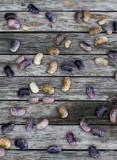 Frisch geerntete Käferbohnen | © STG | Tom Lamm | © STG