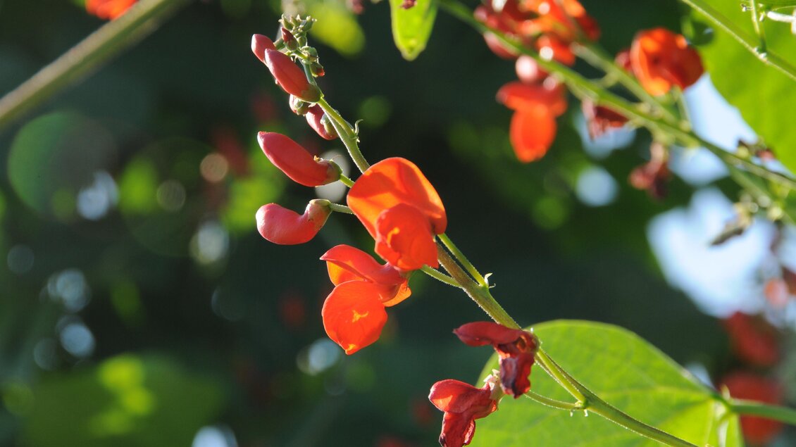 Rote Blüten mit grünen Blättern in einem sonnigen Umfeld. Das Bild zeigt eine lebendige Pflanzenlandschaft. | © Bäcksteffl