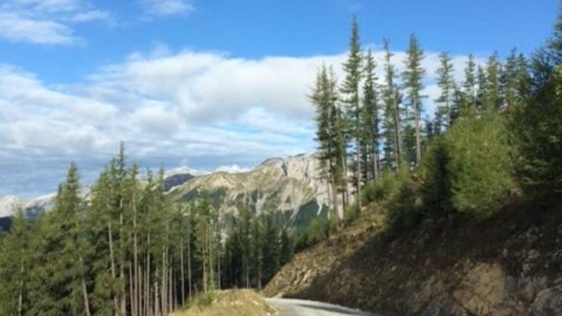 Eine kurvenreiche Schotterstraße führt durch einen Wald mit hohen, grünen Bäumen. Im Hintergrund sind Berge und ein klarer, blauer Himmel sichtbar.