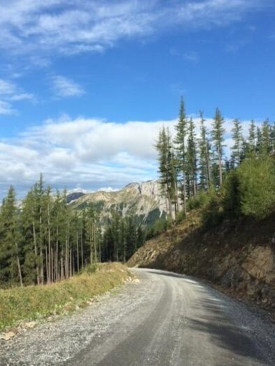 A winding gravel road leads through a forest of tall, green trees. In the background, mountains and a clear blue sky are visible.