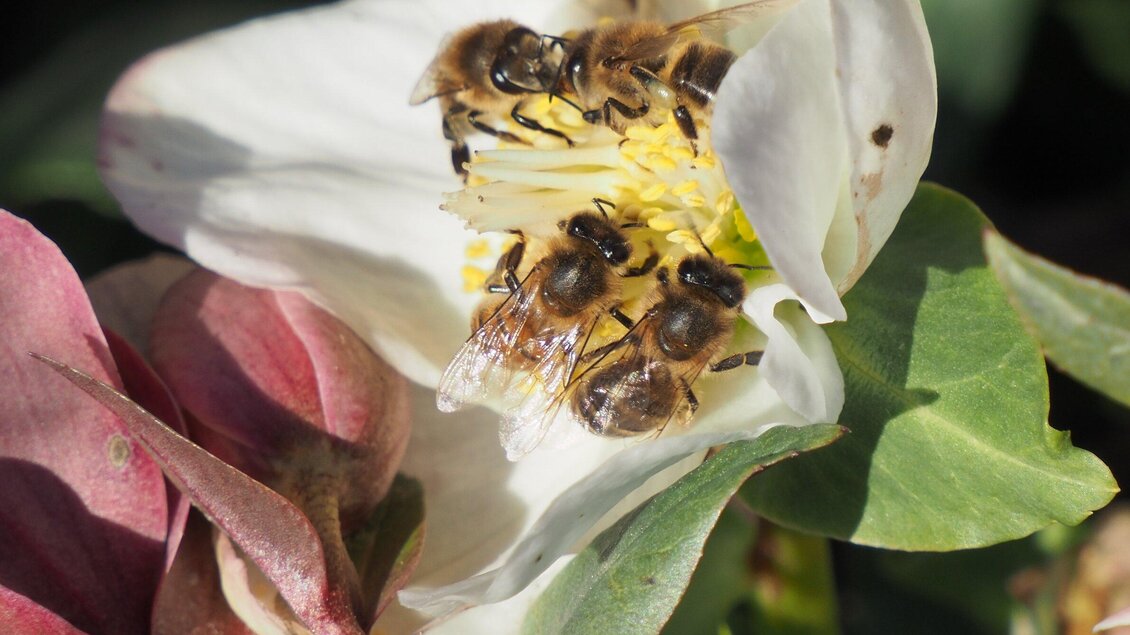 Eine Gruppe von Bienen, die auf einer Blüte sitzt. Die Blüte hat eine helle Farbe und ist von grünen Blättern umgeben. | © Familie Fröhlich