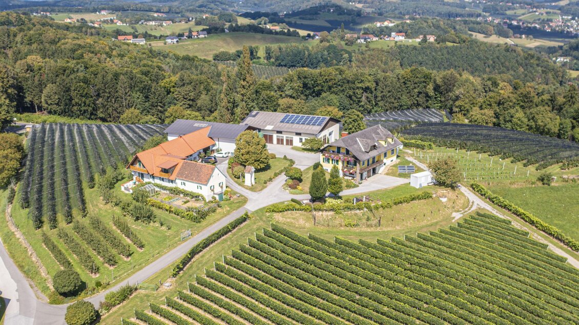 Eine malerische Landschaft mit Weinbergen und einem modernen Bauernhaus. Die grünen Reihen der Reben erstrecken sich bis zum Horizont. | © Familie Brandl