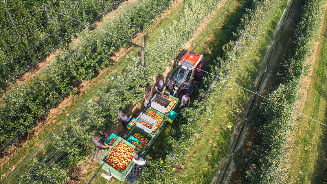 Eine Obstsammelaktion in einem Obstgarten mit mehreren Arbeiter:innen. Ein Traktor transportiert die geernteten Äpfel. | © Familie Brandl