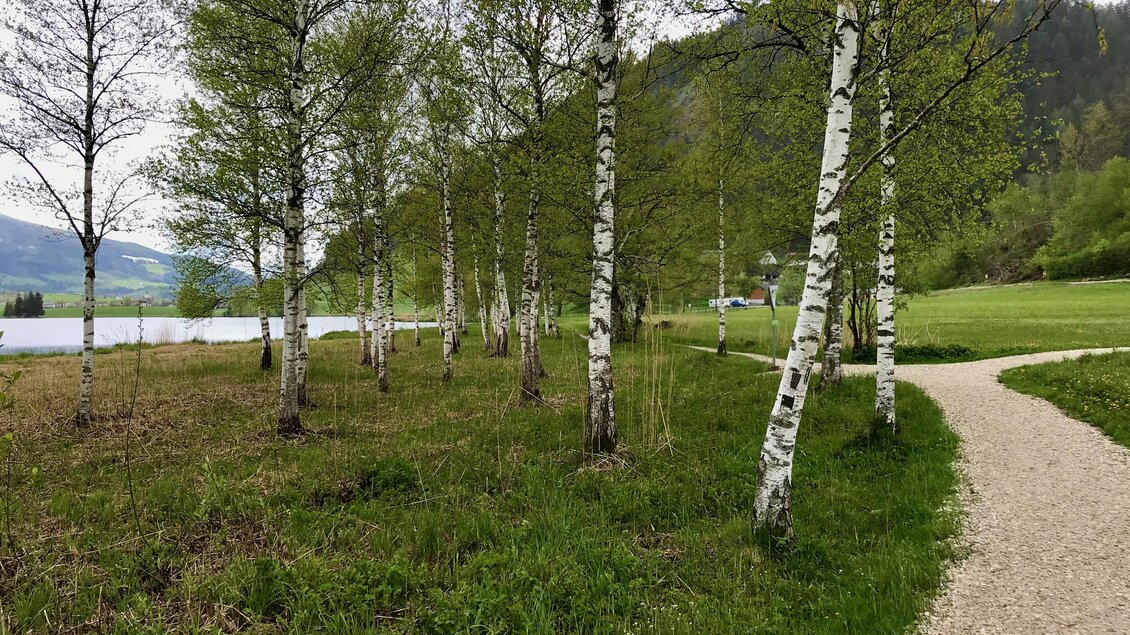 Ein ruhiger Weg entlang einer Wiese mit weißen Birken. Im Hintergrund ist ein See und sanfte Hügel zu sehen. | © Sabine Schulz