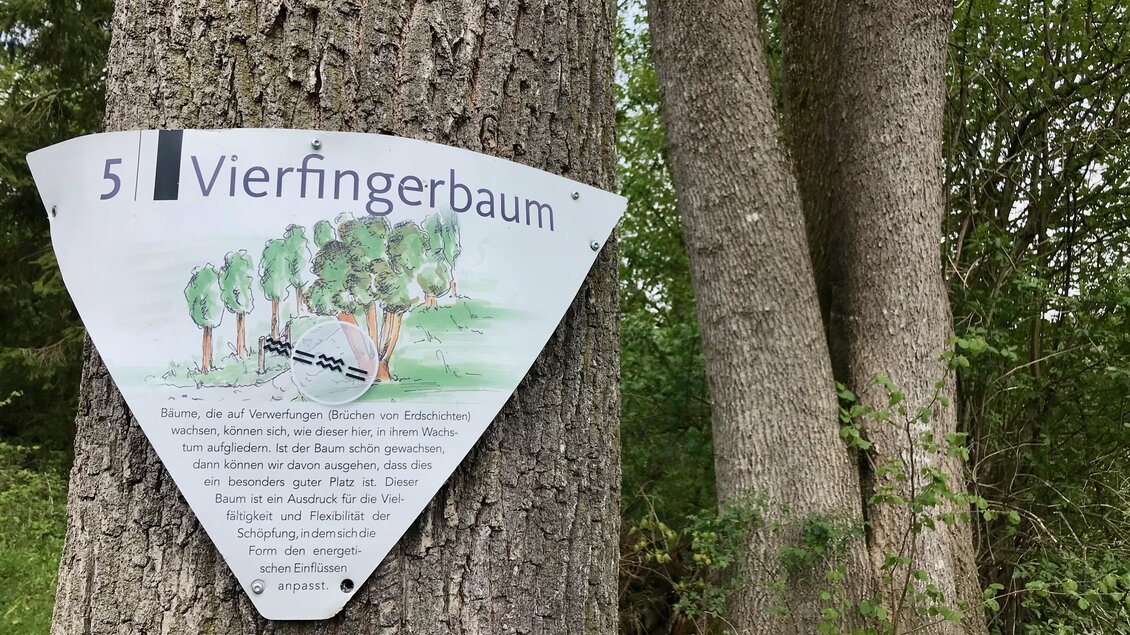 Ein Schild mit der Aufschrift "Vierfingerbaum" ist an einem Baum angebracht. Im Hintergrund sind weitere Bäume und grünes Laub zu sehen. | © Sabine Schulz