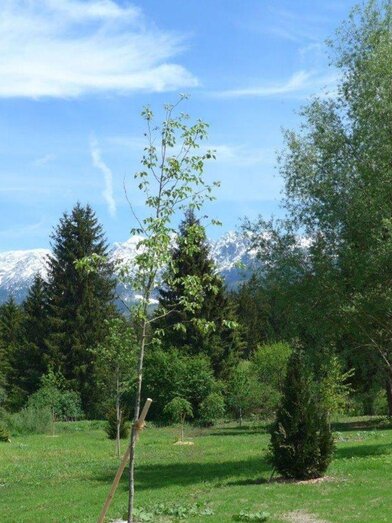 Tree Trail | Fanz Gepp | © Fanz Gepp