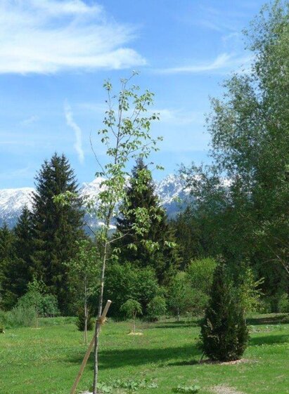 Tree Trail | Fanz Gepp | © Fanz Gepp