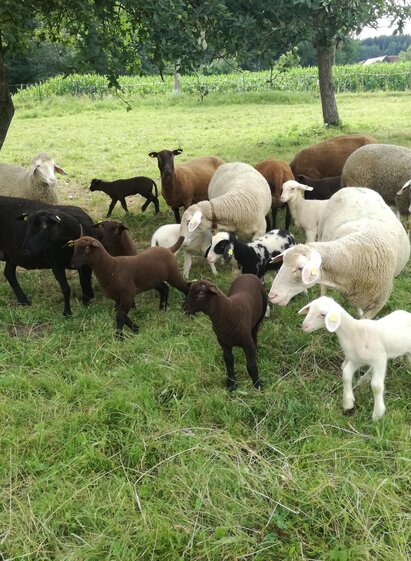 Wiesnlampl_Sheep_Eastern Styria | © Bauernhof Schweighofer - Wiesnlampl