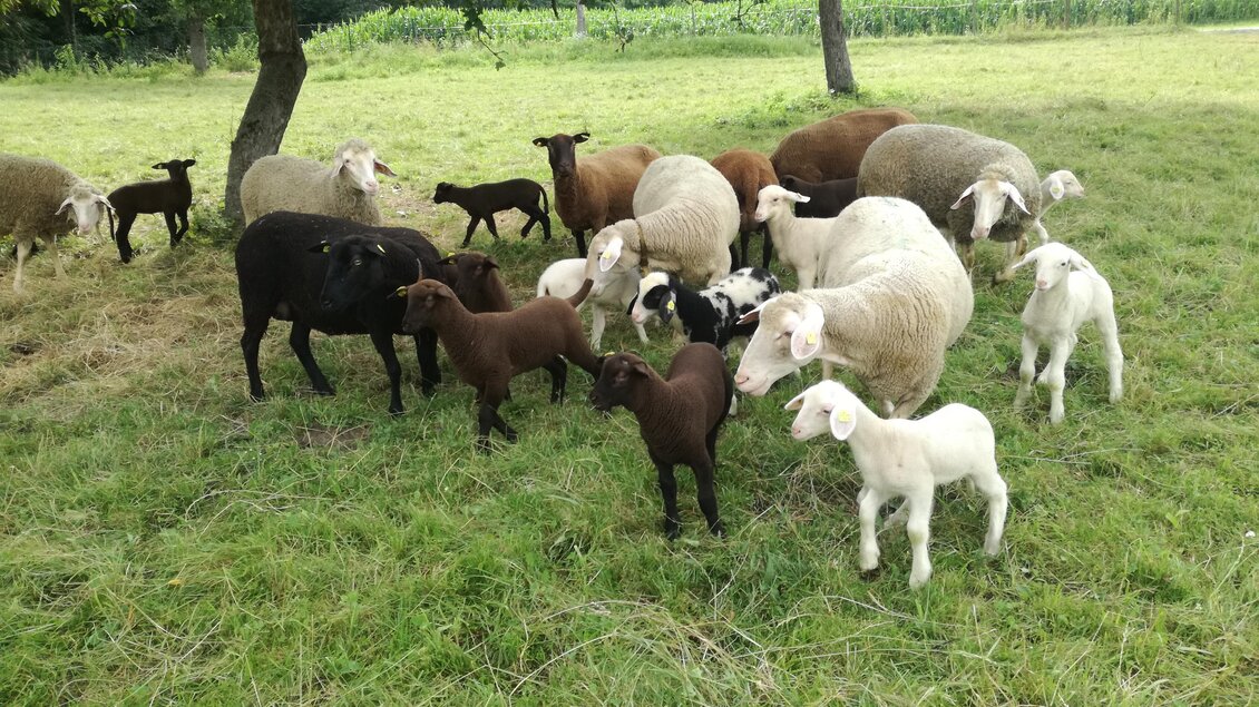 Wiesnlampl_Schafe_Oststeiermark | © Bauernhof Schweighofer - Wiesnlampl