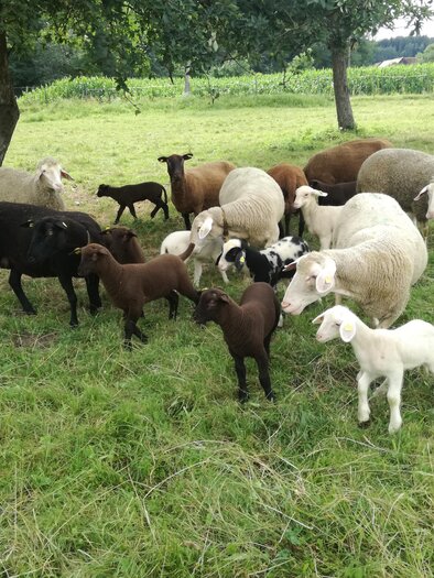 Wiesnlampl_Schafe_Oststeiermark | © Bauernhof Schweighofer - Wiesnlampl