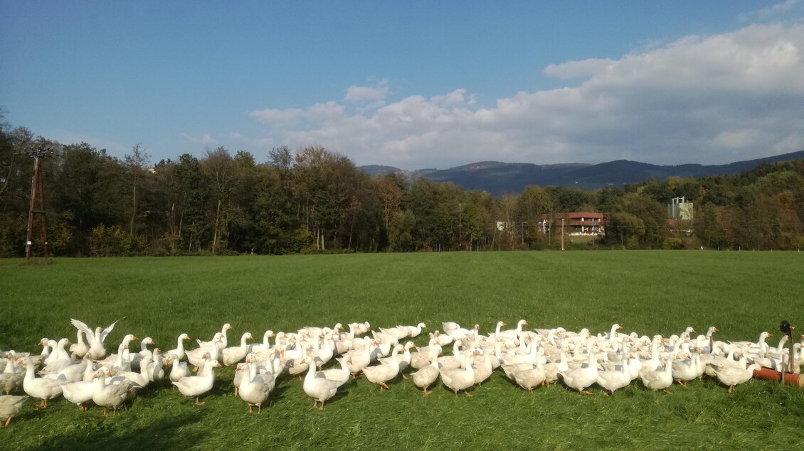 Wiesnlampl_Gänse_Oststeiermark | © Bauernhof Schweighofer - Wiesnlampl