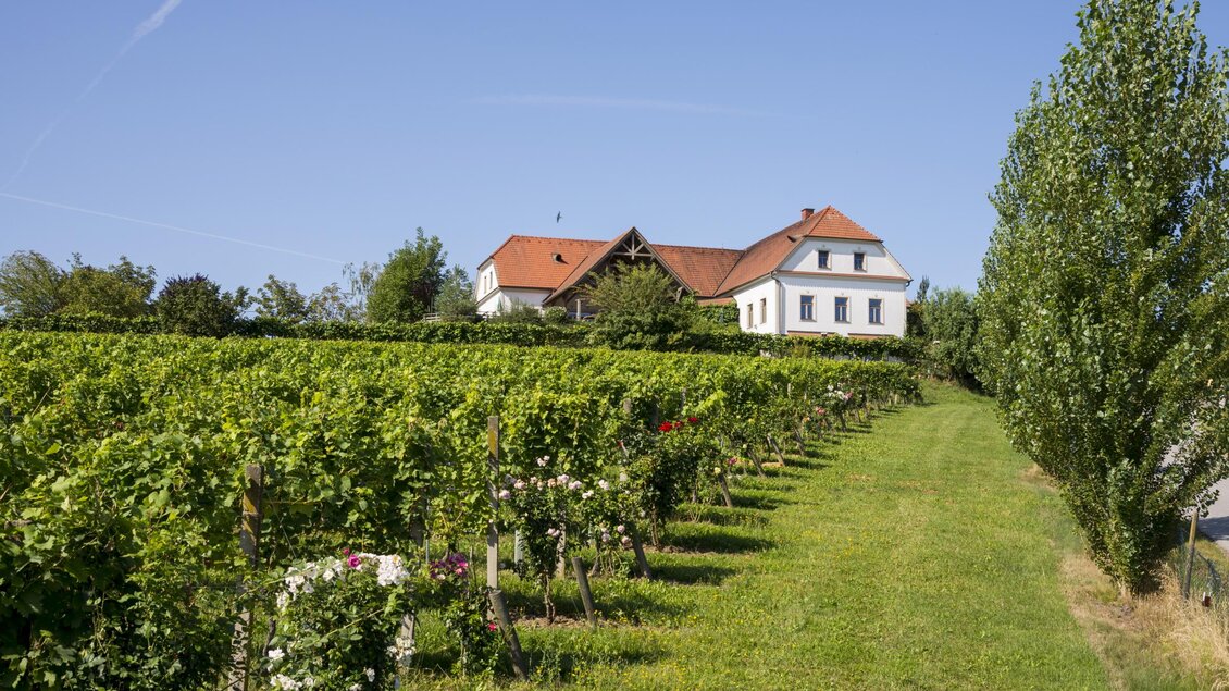 Ein malerischer Weinberg mit Reihen von Reben und einem schönen, weißen Haus im Hintergrund. Der Himmel ist klar und blau, perfekt für einen sonnigen Tag. | © Bergmann