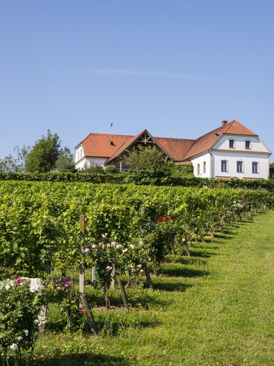 A picturesque vineyard with rows of vines and a beautiful, white house in the background. The sky is clear and blue, perfect for a sunny day. | © Bergmann