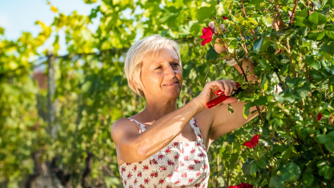 Eine Frau schneidet mit einer Schere Rosen in einem grünen Garten. Im Hintergrund sind Weinreben und strahlend blauer Himmel zu sehen. | © Thermen- und Vulkanland
