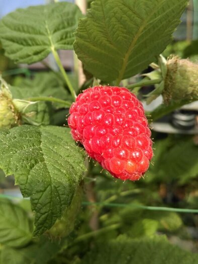 Eine reife Himbeere hängt an einem grünen Zweig. Die Blätter sind lebhaft und frisch. | © Beeren Bernhart