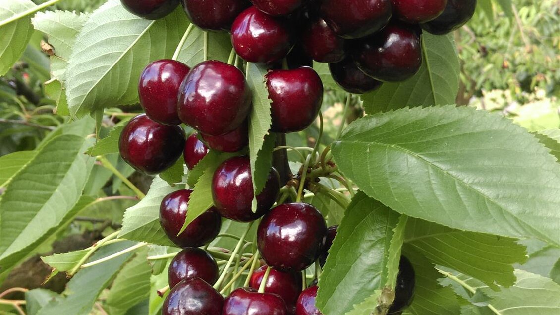Eine Traube von reifen, dunkelroten Kirschen hängt an einem Zweig. Umgeben von grünen Blättern strahlen sie Frische und Süße aus. | © Beeren Bernhart