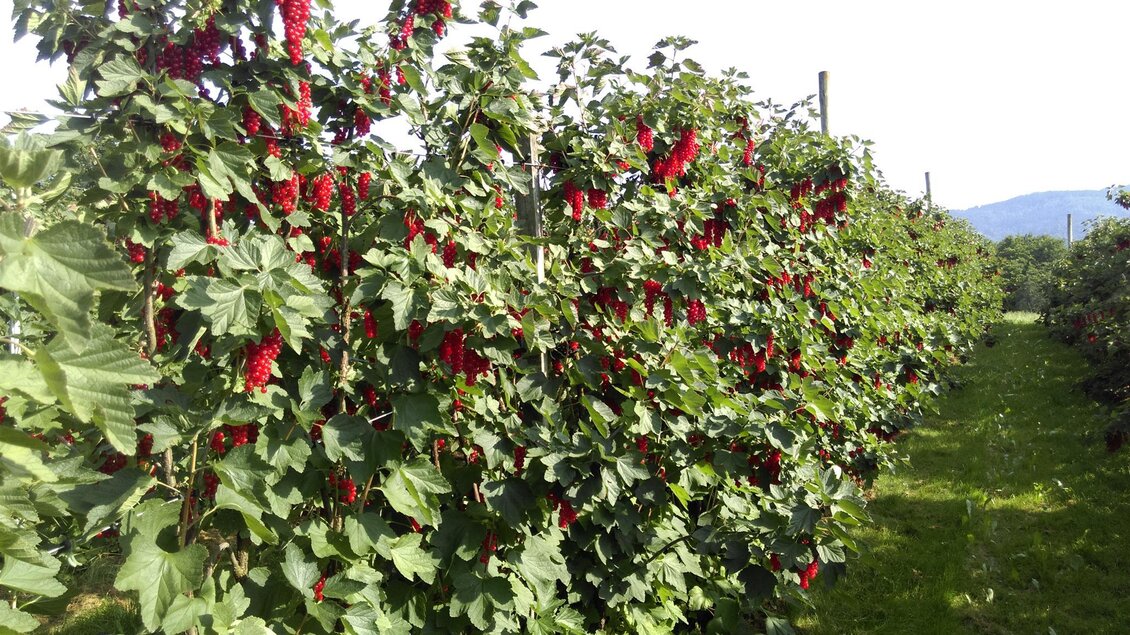 Ein Feld mit hohen Pflanzen, die viele rote Früchte tragen. Die Sonne scheint auf das grüne Gras und die Berge im Hintergrund. | © Beeren Bernhart
