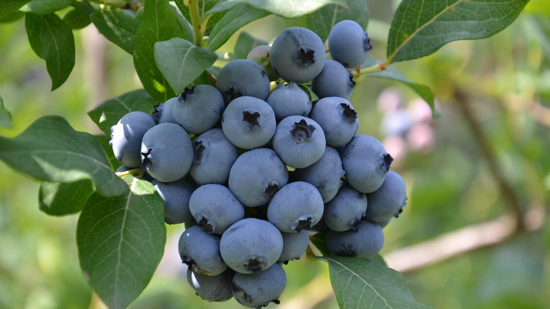 Eine Gruppe reifer Blaubeeren hängt an einem Zweig. Die Beeren sind rund und haben eine tiefblaue Farbe, umgeben von grünen Blättern. | © Beeren Bernhart
