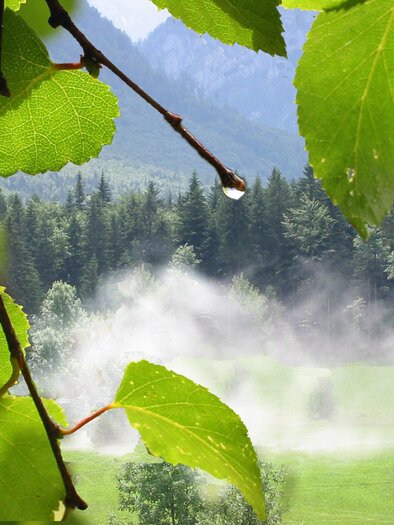 A green landscape with trees and light fog. In the foreground, fresh leaves are visible, drawing attention to a small cabin. | © TVB Ausseerland - Salzkammergut_Eva Griese