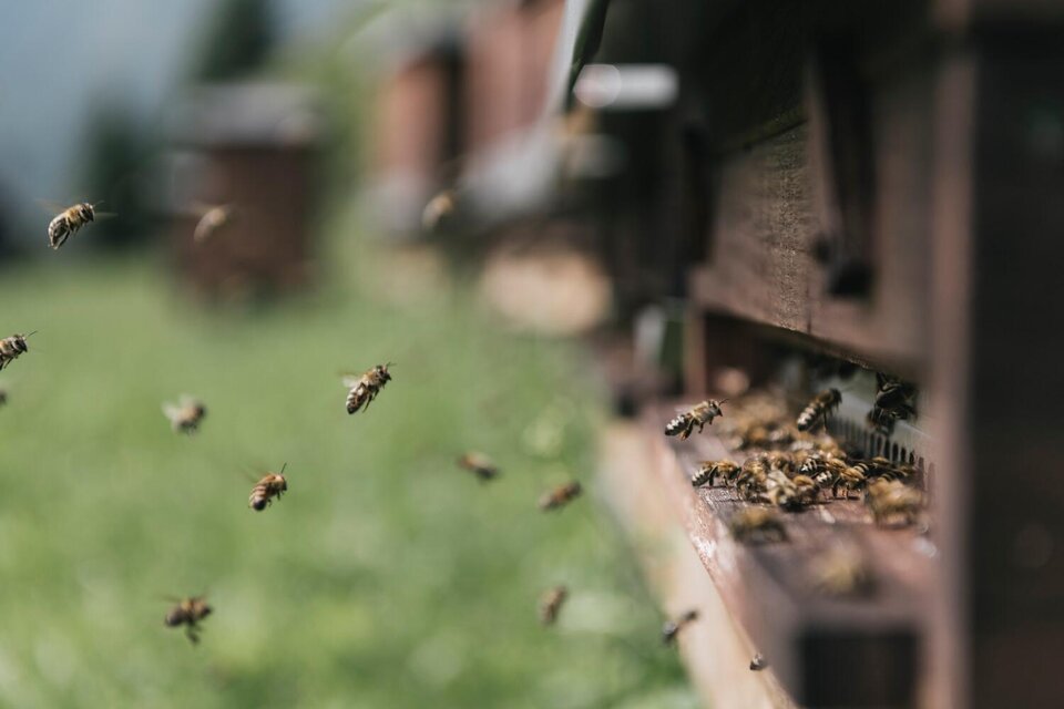 Mountain bees Beekeeping - Impression #1 | © Stefan Leitner