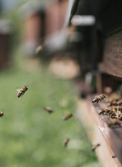 Gesäuse Bergbienen | © Stefan Leitner