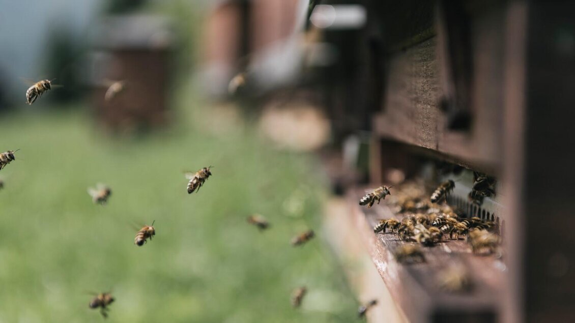Bienen fliegen um einen Bienenstock auf einer grünen Wiese. Im Vordergrund sind einige Bienen sichtbar, die zu ihrem Zuhause zurückkehren. | © Stefan Leitner