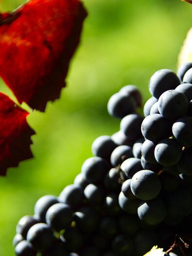Sujetfoto Trauben | © Thermen- & Vulkanland