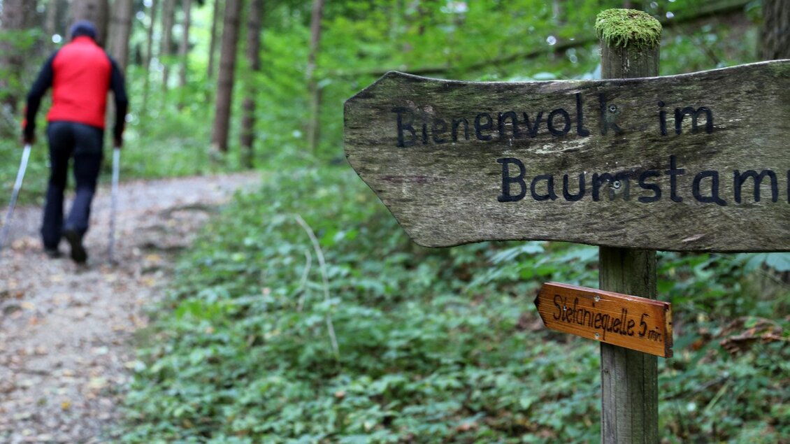 Ein Wanderer mit Stöcken geht einen Waldweg entlang. Ein Holzschild zeigt den Weg mit der Aufschrift "Bienenwohl im Baumstamm".
