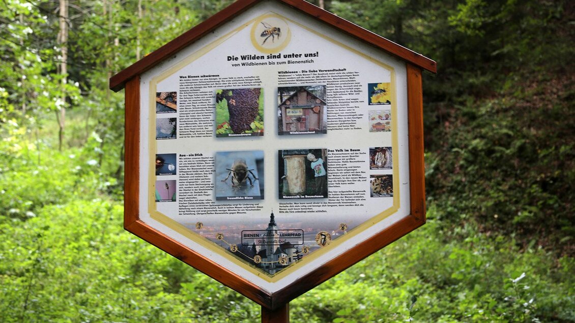 Ein Informationsschild im Wald mit Bildern und Texten über die Natur. Umgeben von Bäumen und Grün bietet es spannende Einblicke in die Tier- und Pflanzenwelt.