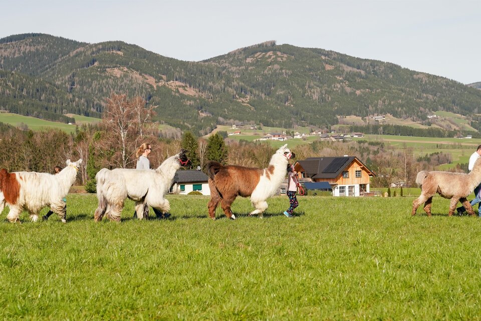 Binderhof Lamas und Alpakas - Impression #1 | © Binderhof