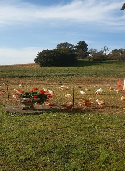 glückliche Hühner im Thermen- & Vulkanland | © Familie Konrad