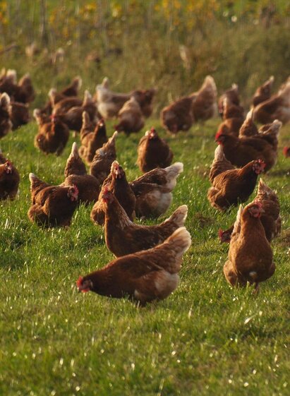 Pfeffer-Symbolfoto-Murtal-Steiermark | Pixabay | © Pixabay