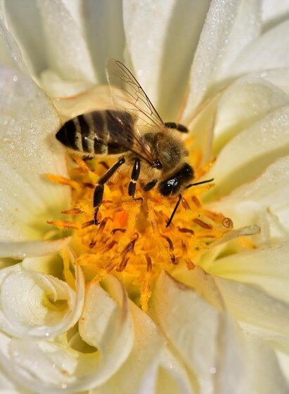 Sorgmann-Biene-Murtal-Steiermark | Pixabay | © Pixabay