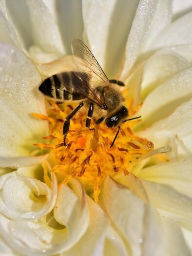 Sorgmann-Biene-Murtal-Steiermark | © Pixabay