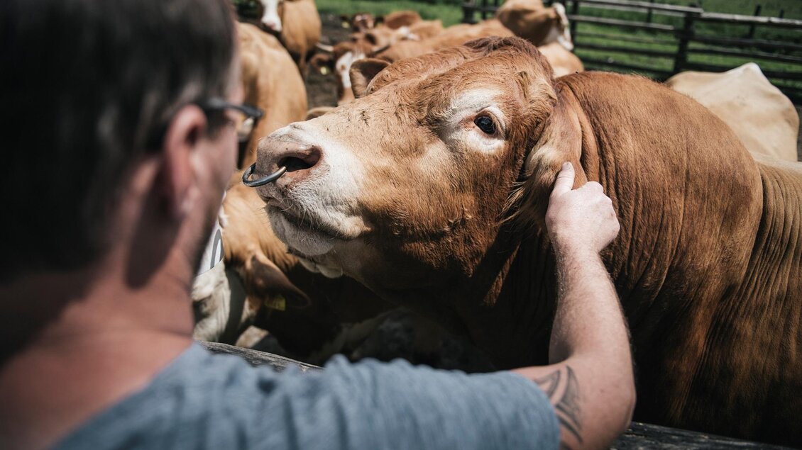 Ein Mann streichelt eine Kuh auf einem Bauernhof. Im Hintergrund sind weitere Kühe und grünes Gras zu sehen. | © Stefan Leitner