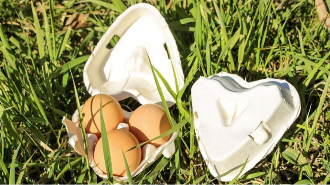 Ein Karton mit frischen Eiern liegt auf dem Gras. Die Eier sind braun und sichtbar unbeschädigt. | © Lienlbauer