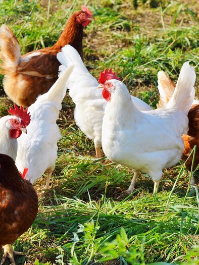 BioHof-Sunhendl-Hühner1-Murtal-Steiermark | © Pixabay