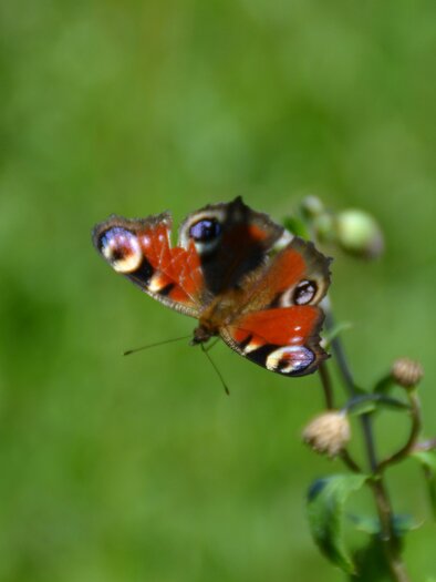 Natur in Bad Blumau | © Kurkommission Bad Blumau
