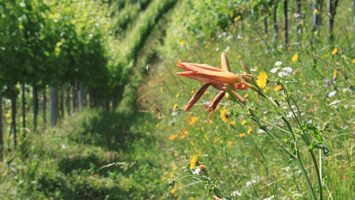 Bio-Weingut Tscheppe Andreas Weingarten | © Bio-Weingut Tscheppe Andreas | Andreas Tscheppe