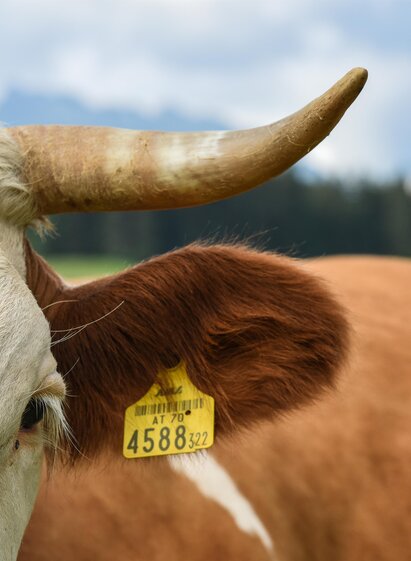 Ausseerland Salzkammergut, Bad Aussee | TVB Ausseerland | © TVB Ausseerland