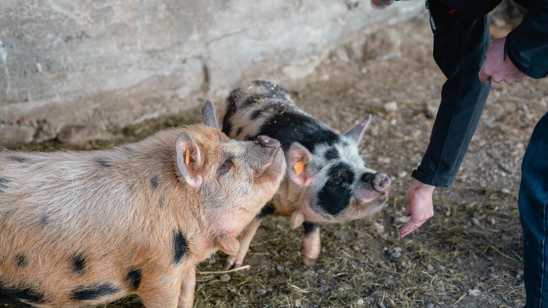 Brandner-Schweine-Murtal-Steiermark | ©  Biohof Brandner