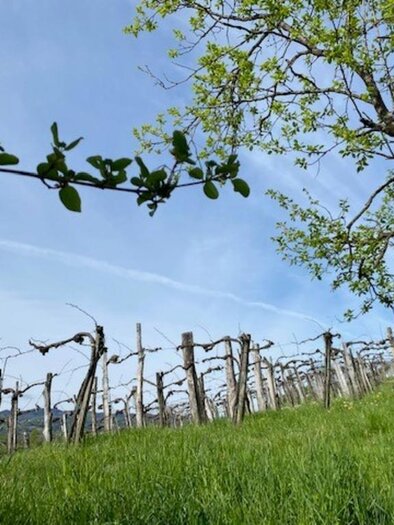 Weingarten | © Biohof Gunczy