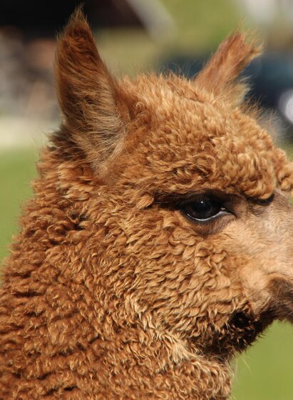 organic farm Kroisleitner_alpaca_Eastern Styria | Kroisleitner | © Biohof Kroisleitner