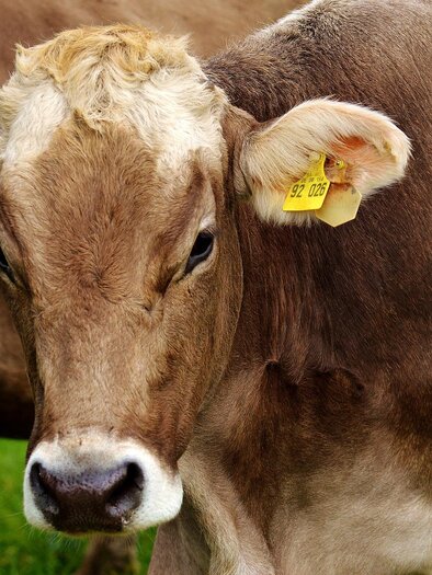 SchuleamBauernhof-Kühe-Murtal-Steiermark | © Pixabay