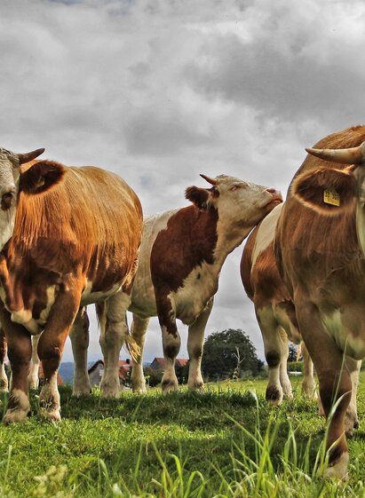 BiohofPuster-Herde1-Murtal-Steiermark | Pixabay | © Pixabay