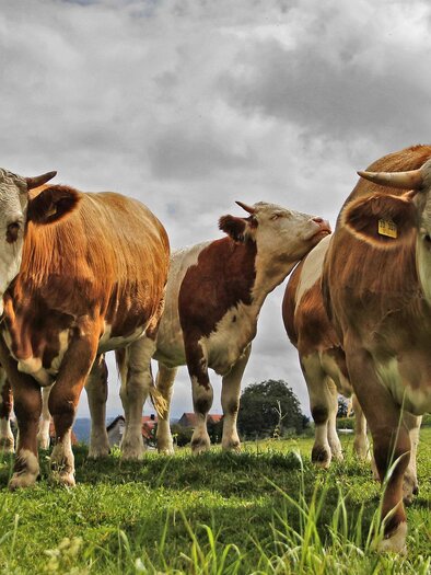 BiohofPuster-Herde1-Murtal-Steiermark | © Pixabay