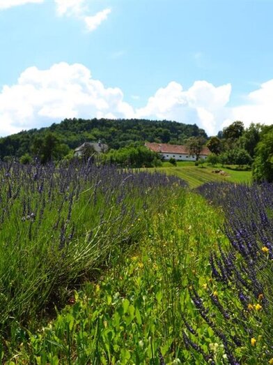 Lavendel | Nina Weyrer | © Nina Weyrer