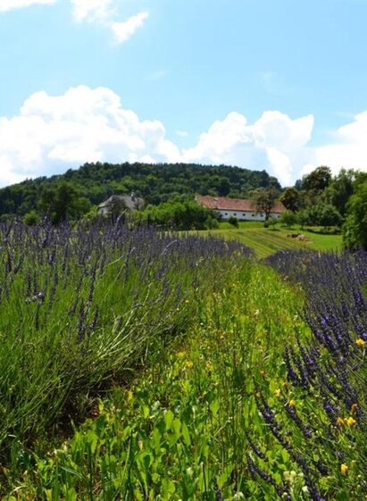 Lavendel | Nina Weyrer | © Nina Weyrer