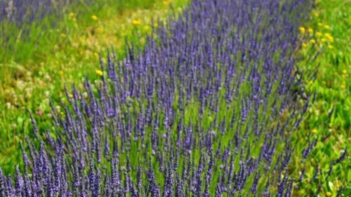 Lavendel1 | © Nina Weyrer