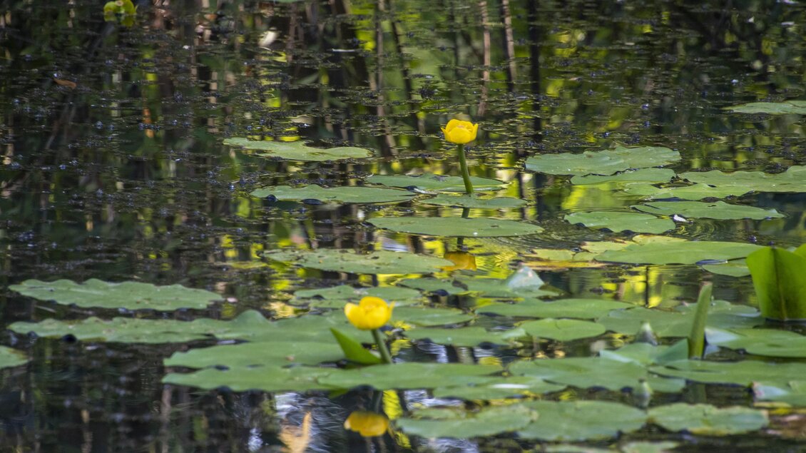 Eine ruhige Wasseroberfläche mit Schwimmblattpflanzen und gelben Seerosenblüten. Die Umgebung spiegelt sich sanft im Wasser. | © Kurkommission Bad Blumau